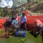 Binaan Dinas Perikanan, Poktan Tiroan Pamulangan Panen Ikan Lele 9.000 Ekor