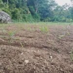 Kalem Lemo Menduruk Dorong Warganya Tetap Bertani di Tengah Pendemi Covid-19