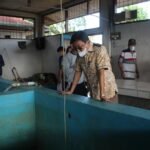 Targetkan Swasembada Ikan, Pemkab Toraja Utara Siap Maksimalkan Balai Benih Ikan