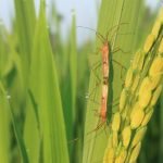 Cek Disni, Hama Resisten yang Paling Banyak Ditemui