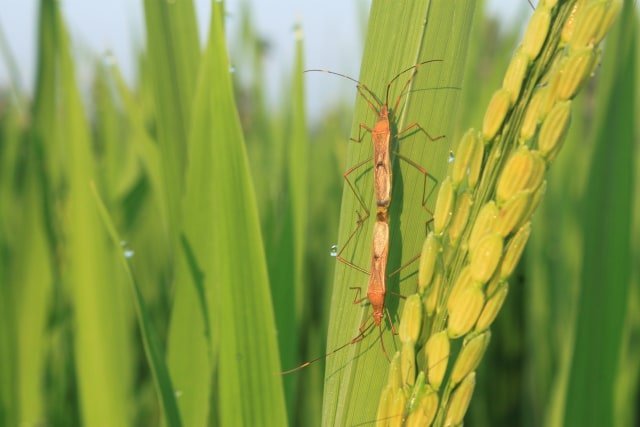 Cek Disni, Hama Resisten yang Paling Banyak Ditemui