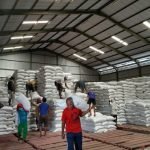 Hama Kutu Beras Mengganggu? Atasi Dengan Cara Ini