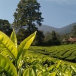 Tips Menyimpan Daun Teh Agar Tetap Wangi