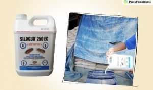 Silogud 250 EC sebagai obat fogging terbaik