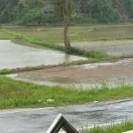 Dukung Program PMTI, Profesor Sampe Paembonan Sediakan Lahan