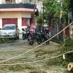 Pohon Beresiko Tinggi Ditebang, Warga Berterima Kasih 