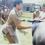 Tekan Penularan PMK, Satgas PMK Toraja Utara Intensif  Vaksinasi Kerbau di 21 Kecamatan