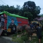 Langgar SE, 19 Ekor Kerbau Terpaksa Dipulangkan Keluar Toraja