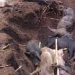 5.973 Babi Mati di Torut Terserang ASF, Pemda Tetapkan 3 Syarat Loloskan  Babi Dari Luar