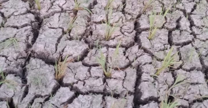 Ratusan Hektar Sawah Kekeringan