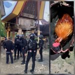 Kembali Polres Toraja Utara Gerebek Judi Sabung Ayam di Tondon Matallo